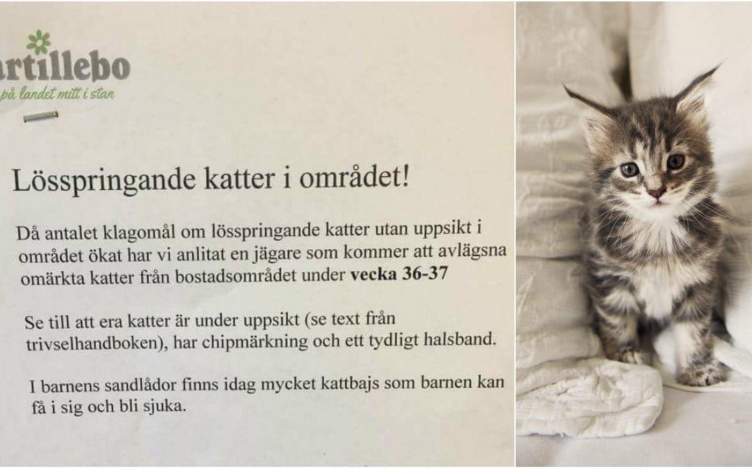 Partillebo har i dagarna satt upp en lapp om att hålla koll på sina katter i kommunen. Foto: TT
