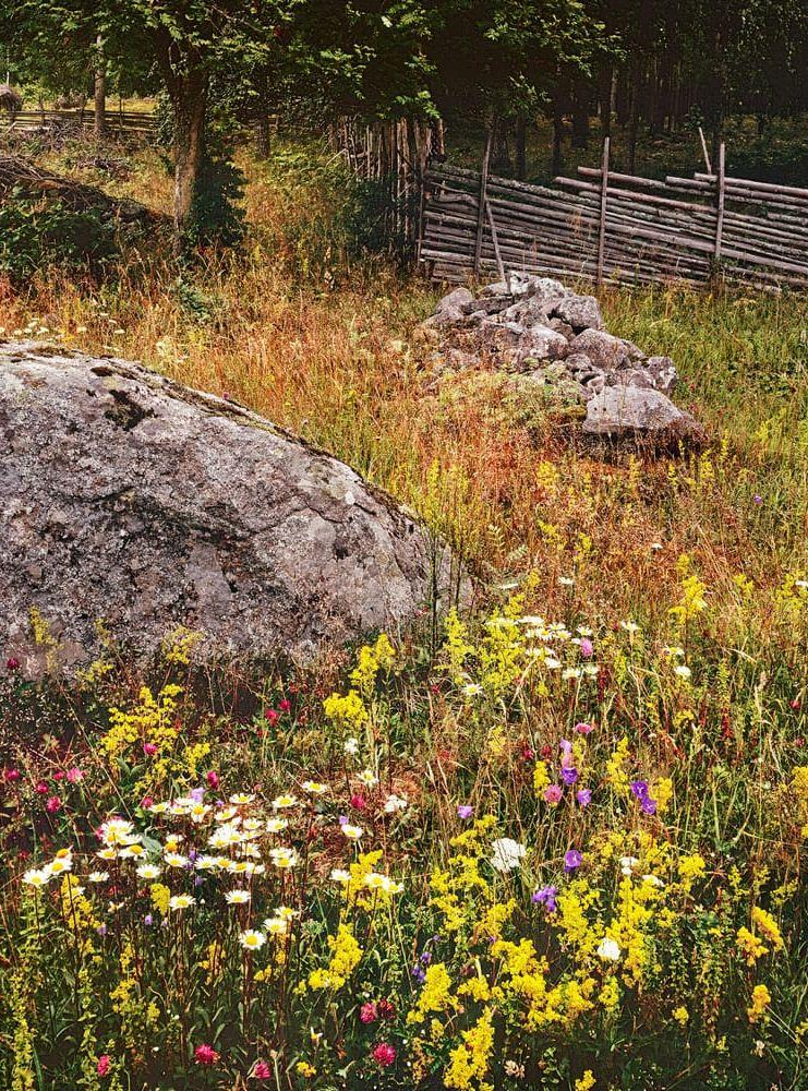 Blommande slåtteräng i Krokshult. Bild: Peter Gerdehag