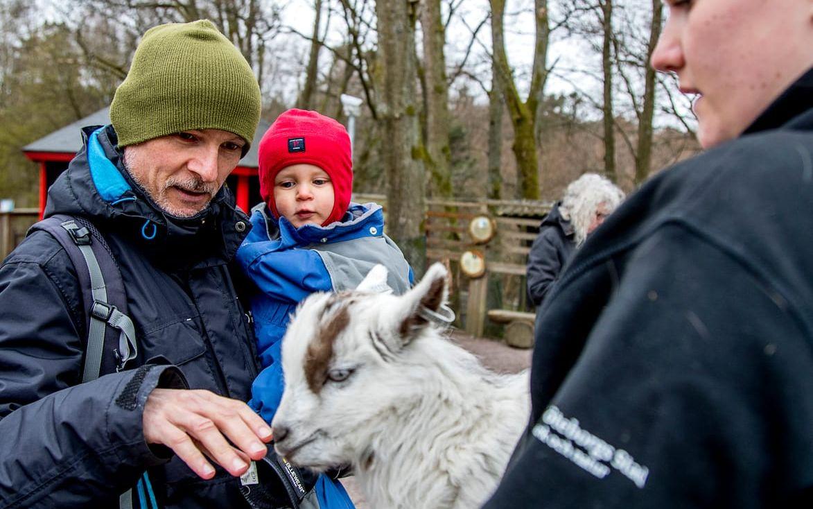 Love, tittar nyfiket på när pappa Pontus Persson hälsar på en killing som djurskötaren Emmi Wendelsson håller i.