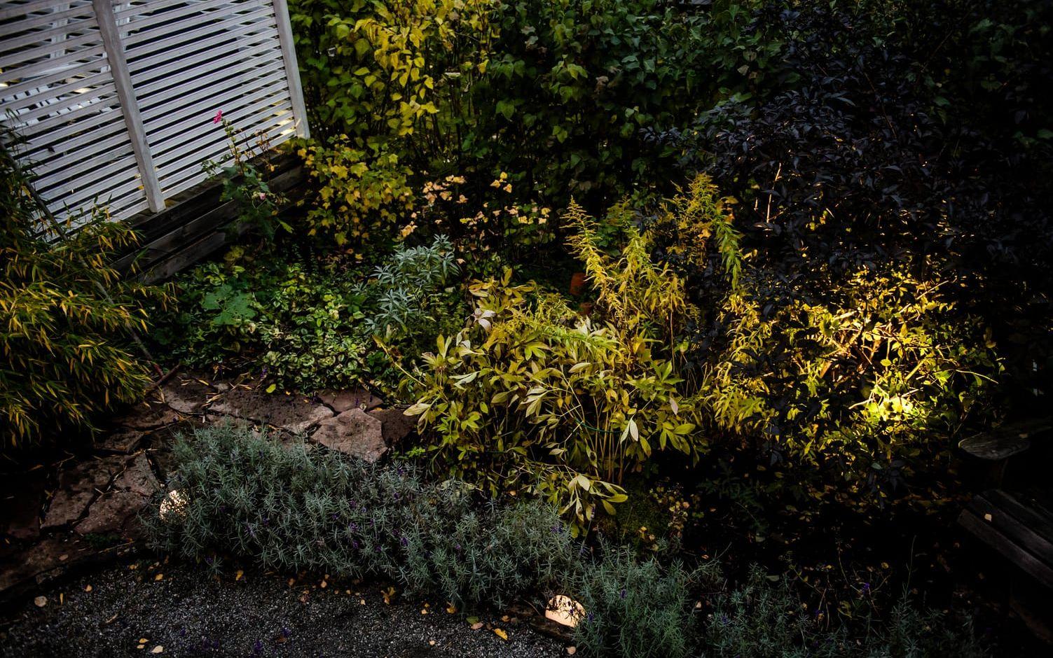 Längs grusgången på sin tomt har Charlotte Gotfredsen valt en enkel belysning. Samma sak har hon gjort vid entrén, parkeringen och terrassen. Foto: Marc Femenia/TT
