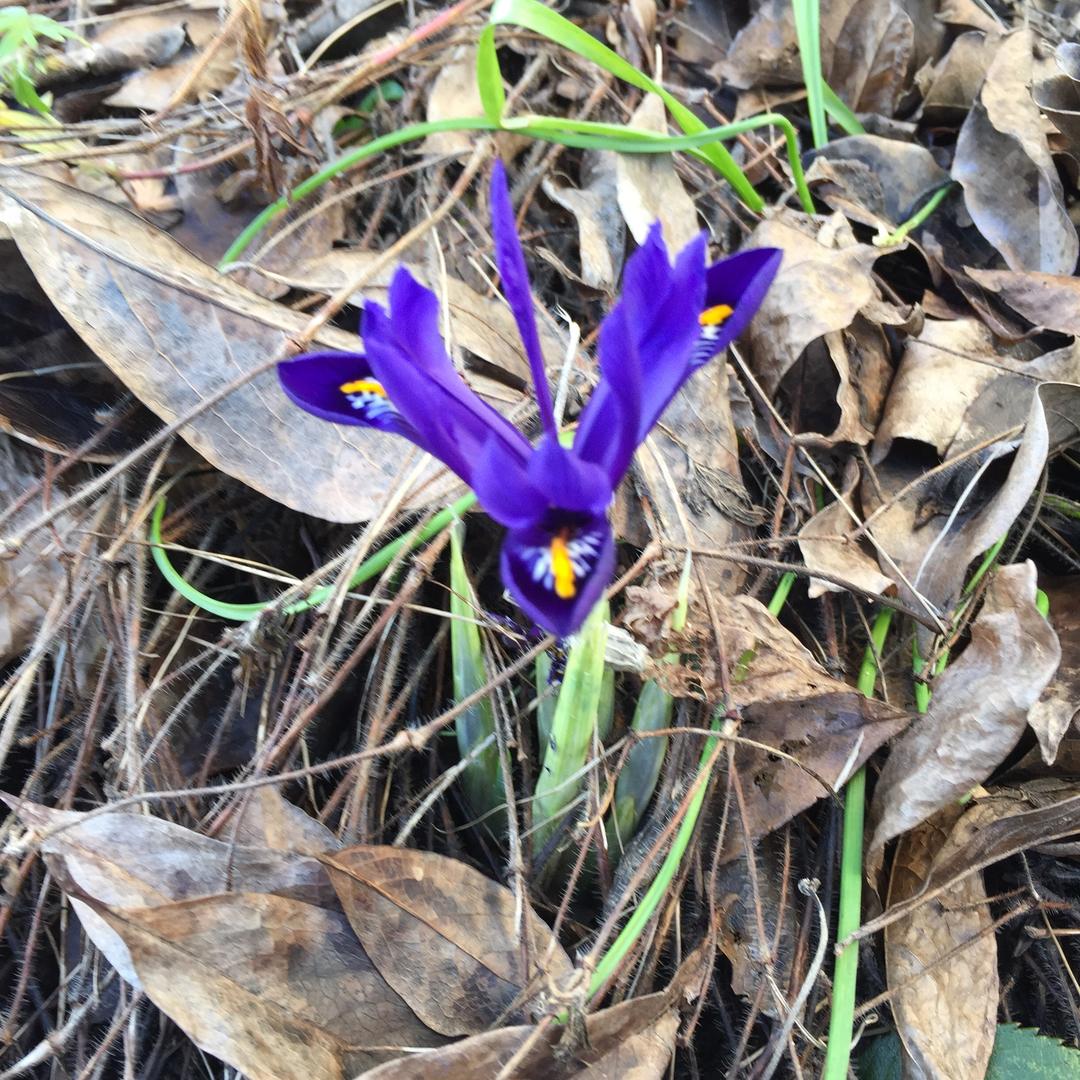 Bland höstlöven i en villaträdgård i Järnbrott blommar en iris.