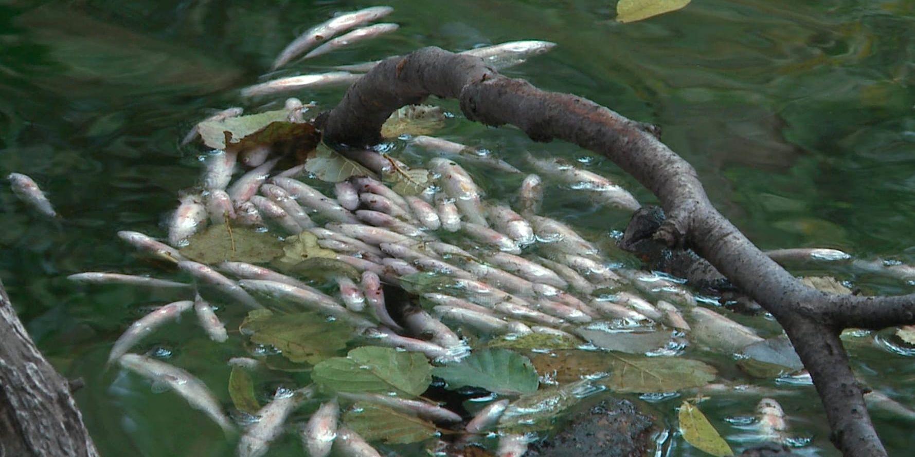 Åar och andra mindre vattendrag kan drabbas av fiskdöd när vattennivån sjunker på grund av torka. Men fiskbestånden återhämtar sig snabbt om det blir normalt väder nästa år. Arkivbild.