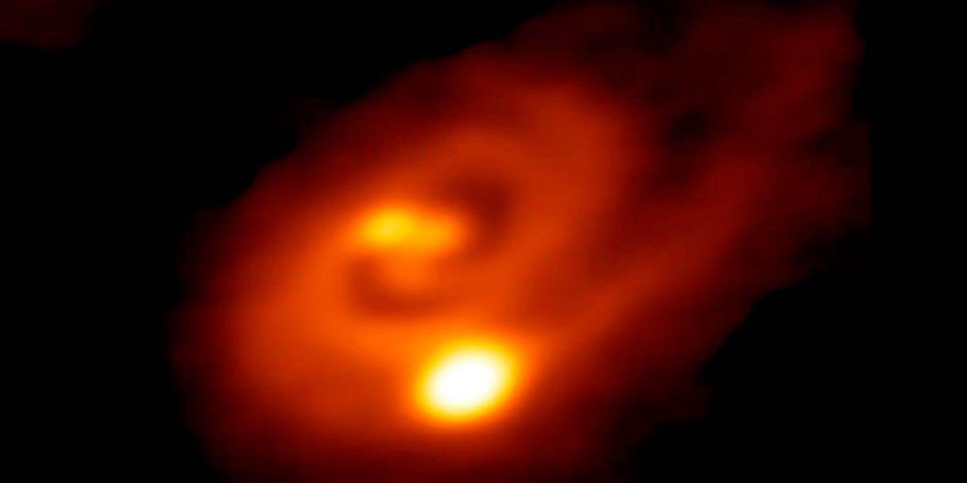 Forskare har studerat trippelstjärnan L1448 IRS3B med dess spiralformade disk av stoft och gas. Bilden täcker ett område som är åtta gånger så stort som vårt eget solsystem.
