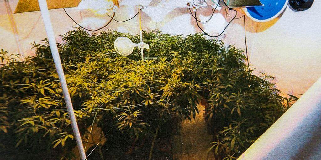 Stor odling. När polisen slog till mot lägenheten, som ligger i en villa i Västra Göteborg, träffade man på en omfattande cannabisodling.