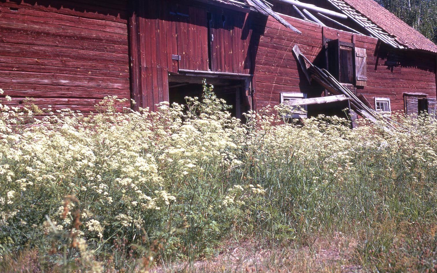 1938-40 bodde Folke Dahlberg i kammaren hos skogvaktaren Hjalmar Ring och hans familj, som också bedrev jordbruk. Ladugården är sedan länge förfallen. Foto: Anders Åkerberg.