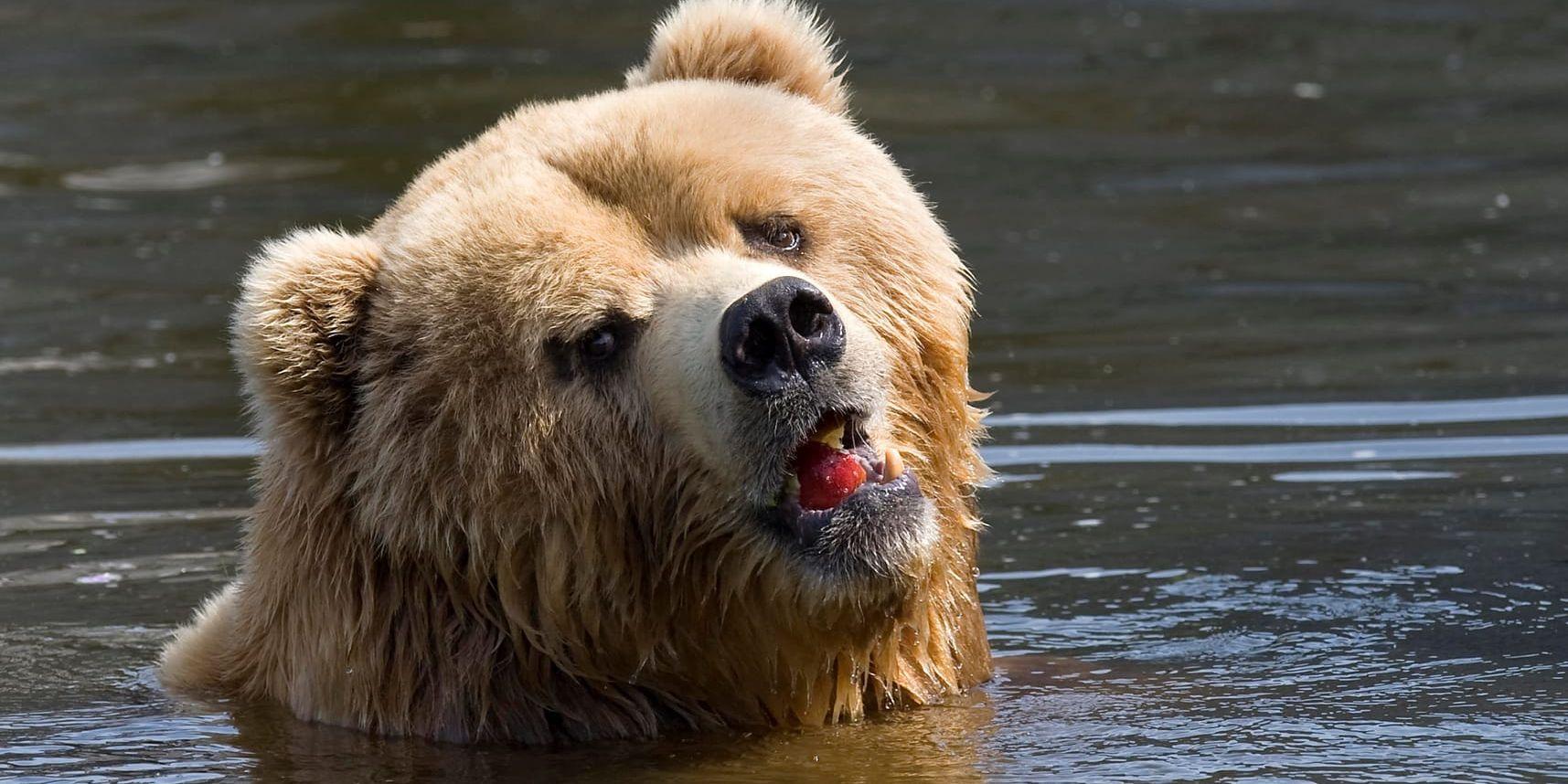 En björn (en annan än den på bilden) togs med på en åktur utanför en djurpark i Kanada, och bjöds på glass. Arkivbild.