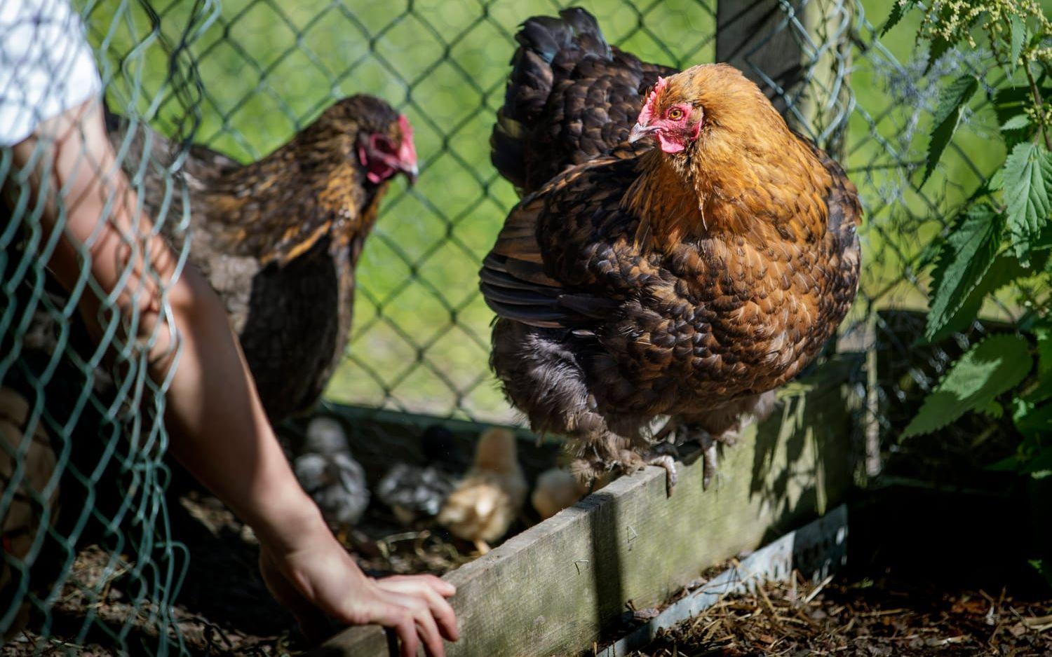 "Kycklingarna var så gulliga, alla gick på mina skor". Milo Loets, 11, utfodrar hönsen på Kättilsröd.Bild: Nicklas Elmrin.
