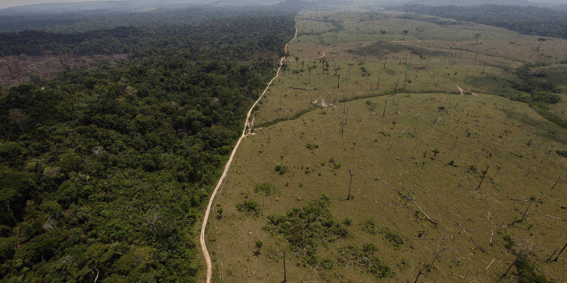 Skövlad regnskog. Bilden från 2009 visar ett avskogat område nära Nove Progresso i södra Brasilien. 