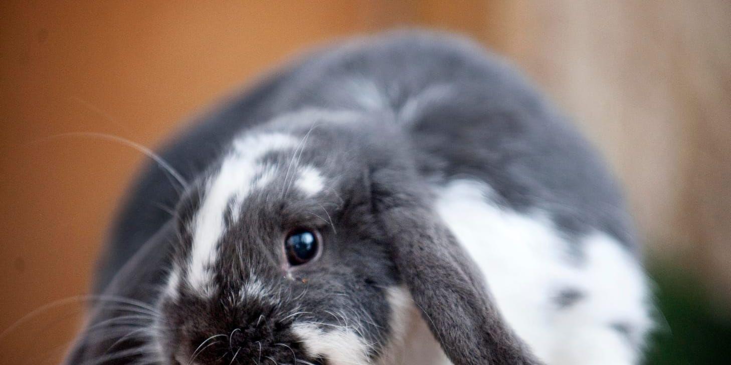 Nu är det hög tid att vaccinera din kanin från kaningulsot. Arkivbild.
