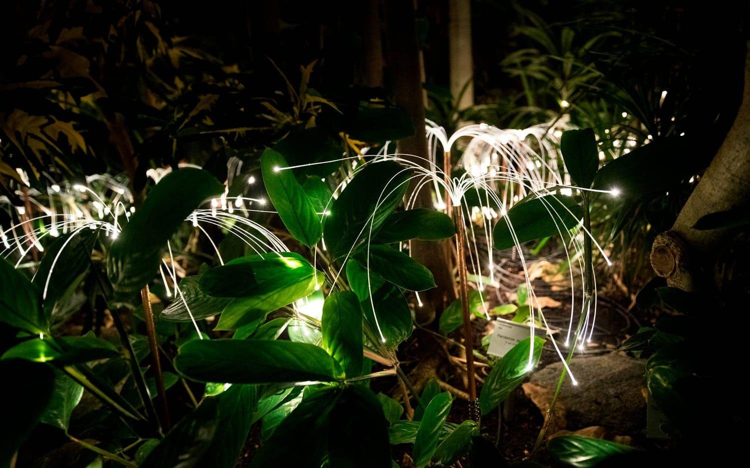 Fireflies är små källor av ljus med tusentals ljuspunkter som glimrar bland växterna i Tropikhuset. Bild: Anders Ylander.