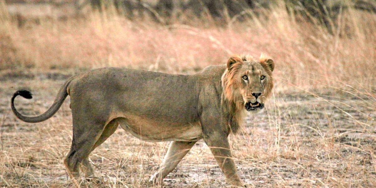 Lejonhanne i nationalparken Pendjari i Benin, Västafrika. Lejonen i västra och centrala Afrika är starkt hotade och har dessutom visat sig vara genetiskt unika.