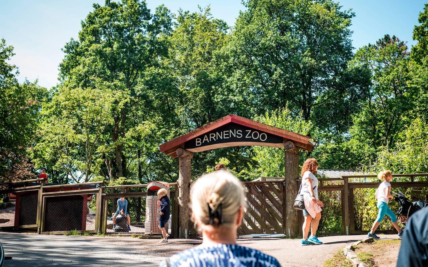 På Barnens zoo finns bland annat svenska lantraser som Gutefår och Orusthöna. Bild: Olof Ohlsson