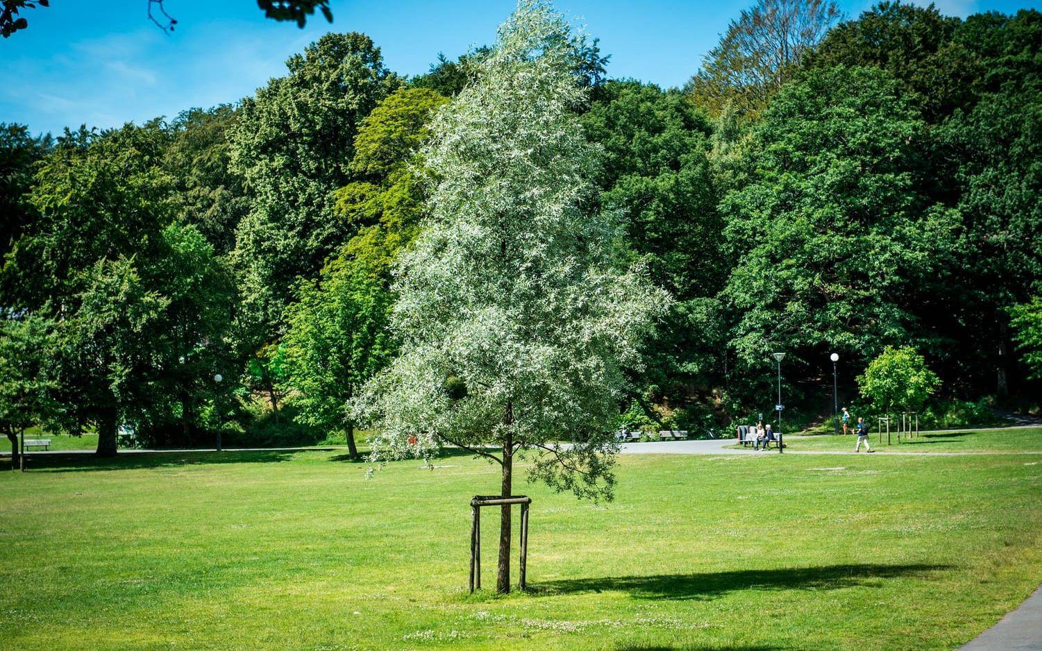 Utveckling pågår, inne i parken har nya träd som ska ge mer skugga planerats. Bild: Olof Ohlsson