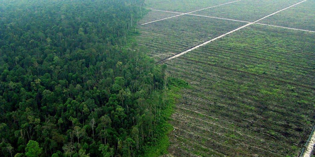 Regnskog på Sumatra huggs ner till förmån för palmoljeproduktion.