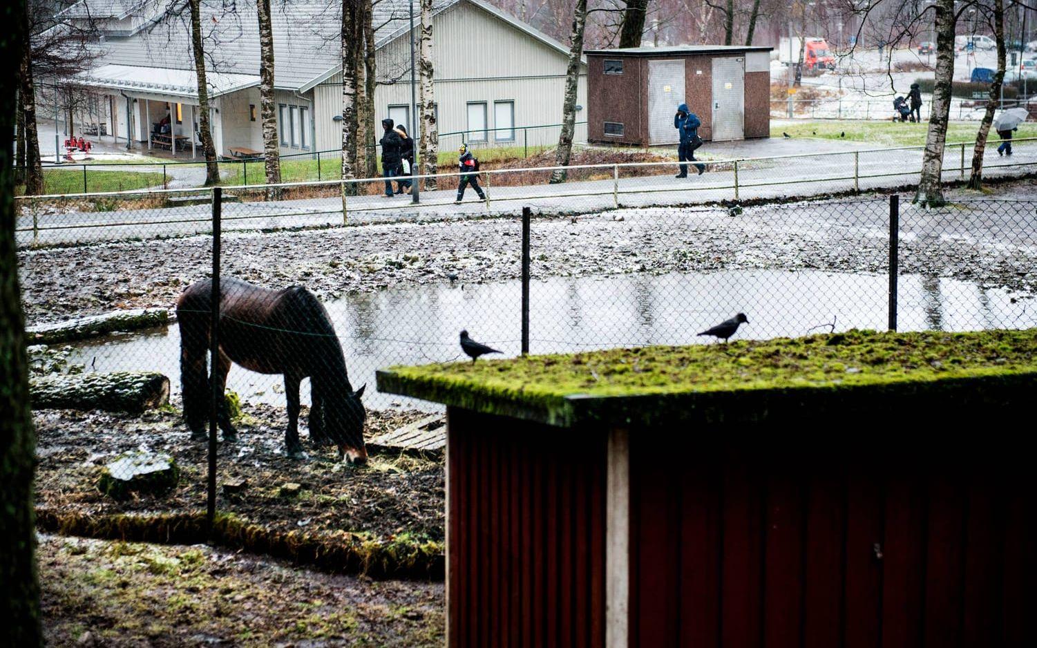Samtidigt vill man också bidra till fler betesdjur på kommunal mark, ett av Göteborgs miljömål. OBS: Hästen och området på bilden är inte kopplat till projektet.