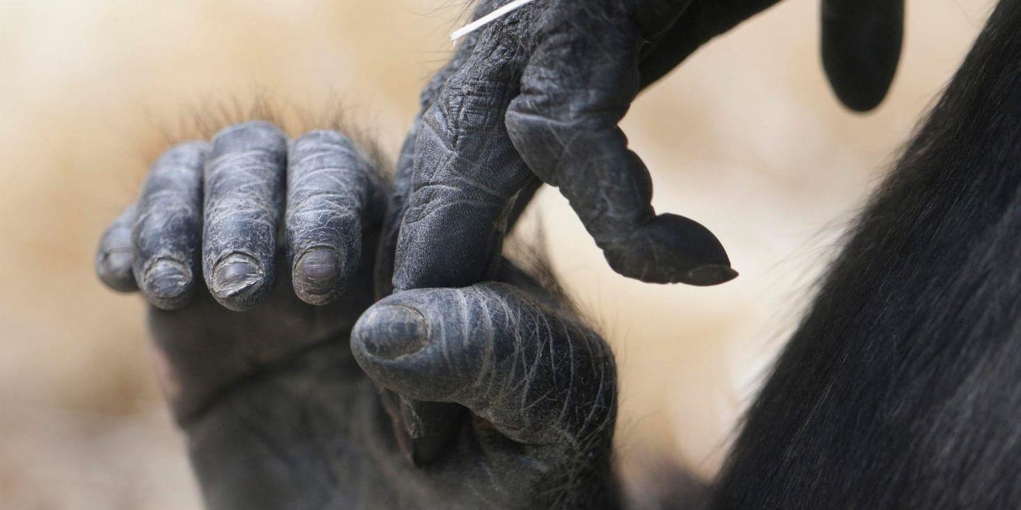 En gorilla sköts ihjäl på Cincinnati Zoo sedan en treåring krupit in i apans inhägnad. Arkivbild.