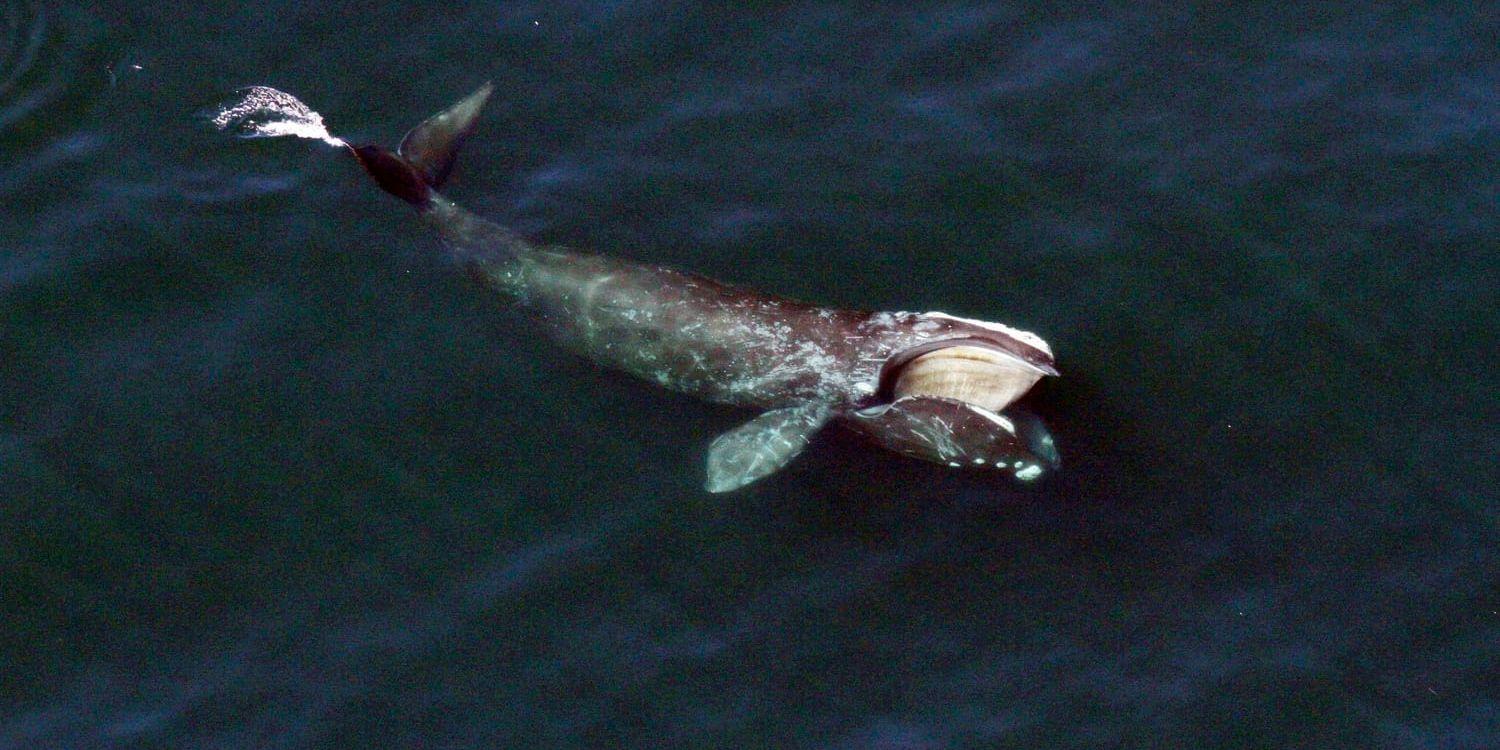En nordatlantisk rätval har kommit upp till ytan i havet utanför Cape Cod i nordöstra USA. Rätvalen är ett av världens mest hotade däggdjur. Arkivbild