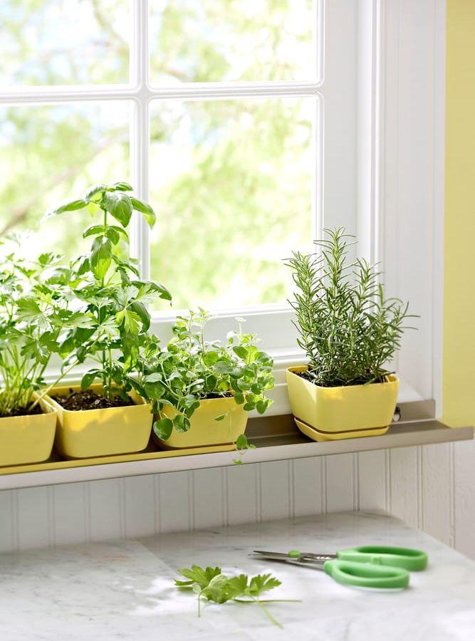I ett soligt fönster kan du odla egna kryddväxter hela vintern. Foto: Peter Krumhardt/TT