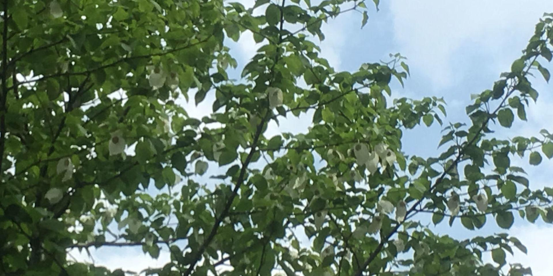 Även på Olskroksgatan vajar bladen från näsduksträdet i vinden.