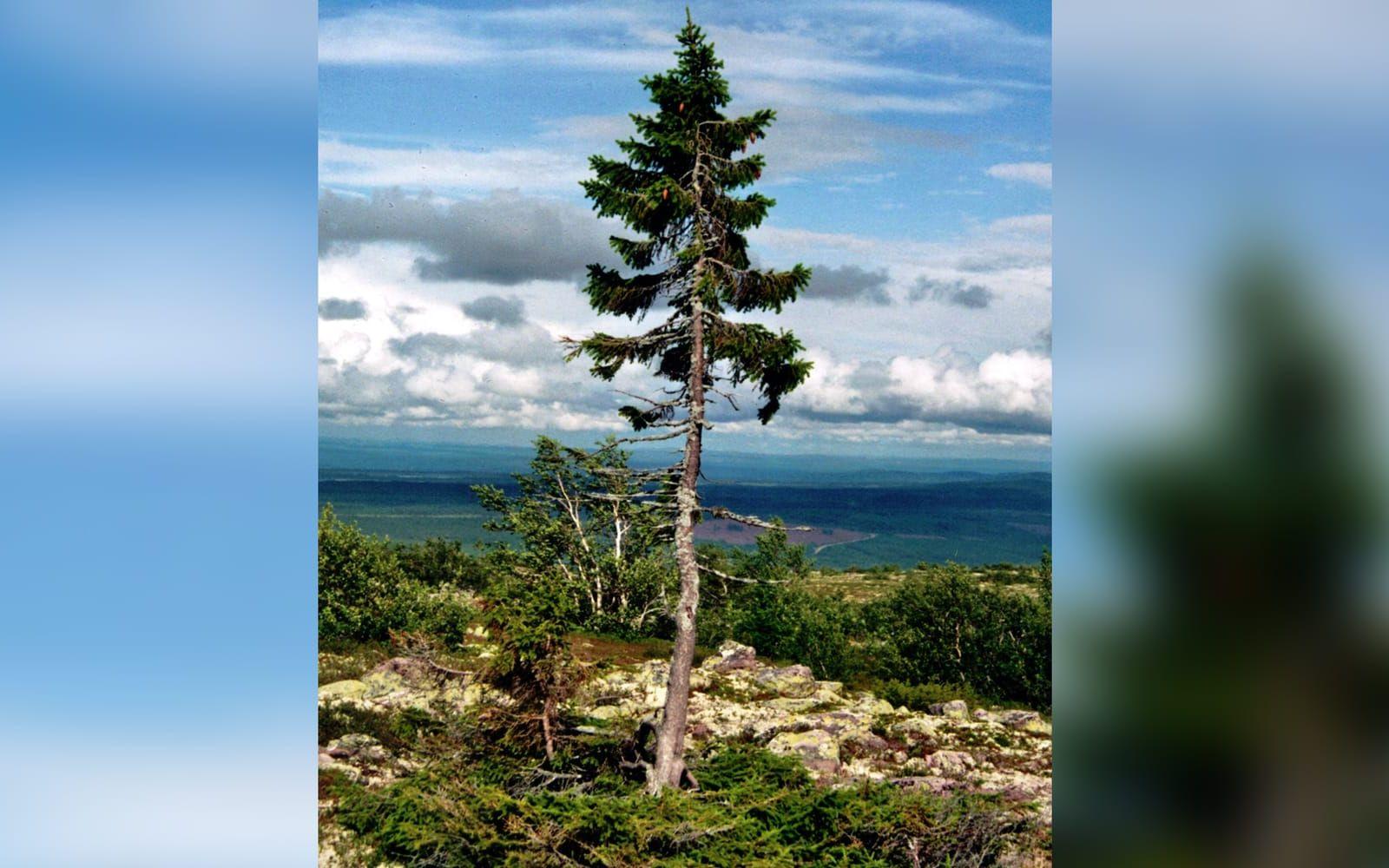 <strong>VÄRLDENS ÄLDSTA TRÄD.</strong> Det äldsta trädet tros vara "Old Tjikko” som står på Fulufjället i Dalarna. Med hjälp av kol14-datering har man slagit fast att det är 9550 år gammalt. FOTO: Wikipedia