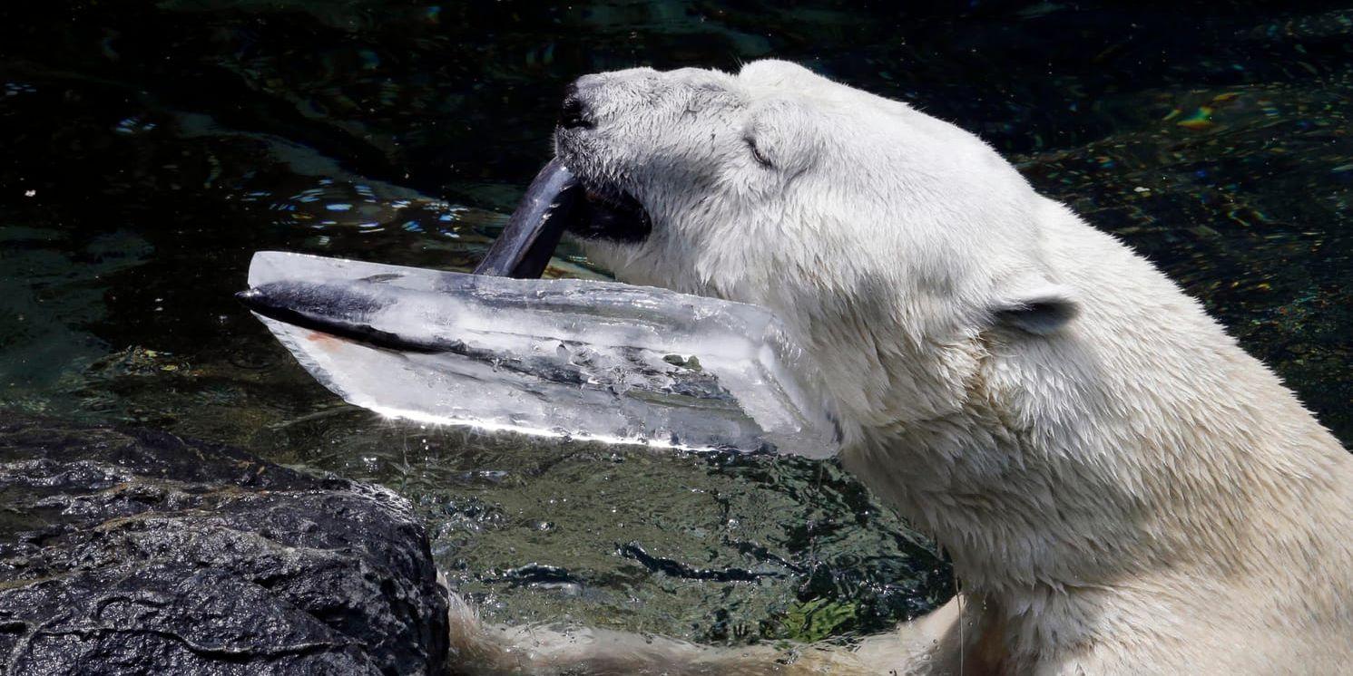 23-åriga isbjörnen Tongki serveras fisk i ett isblock på djurparken Everland i Yongin, sydväst om Sydkoreas huvudstad Seoul.