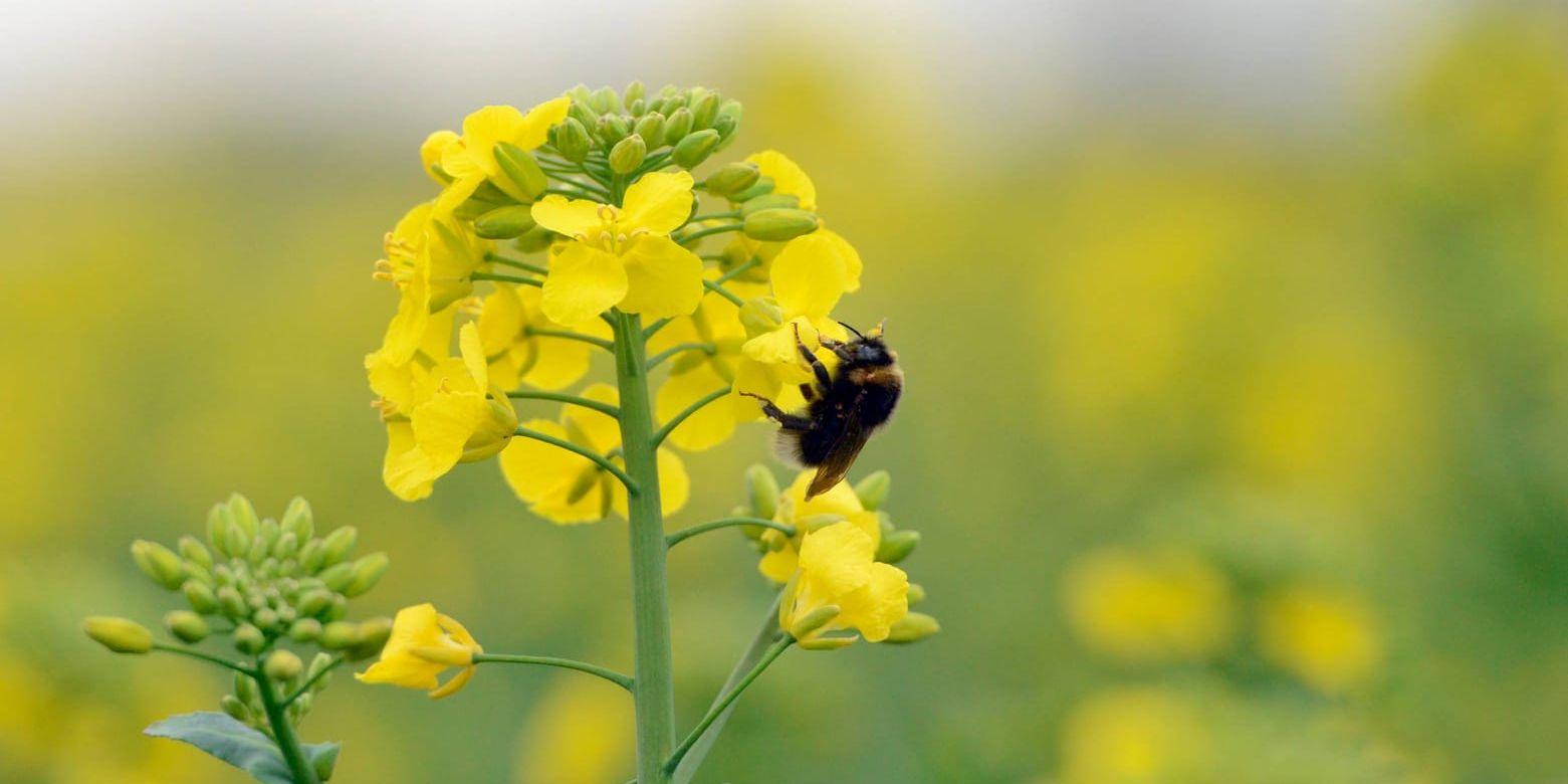 Bekämpningsmedlet neonikotinoid, som används för att skydda raps, försämrar fortplantingsförmågan hos humlor och bin. Arkivbild.