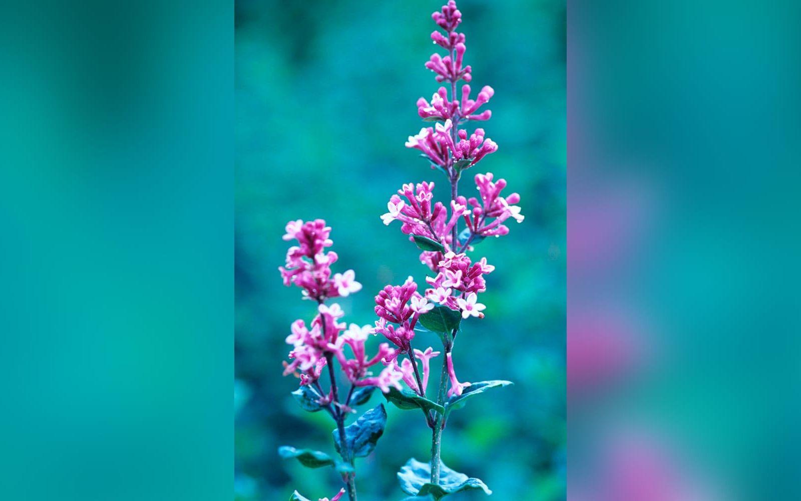 5. Tinkerbell  Doftande blommor i smala, glesa klasar. Knopparna är vinröda och blomningen går i rosa. Upprätt växtsätt. Väldigt liten. 1-1,5 meter. Zon 1-4. Foto: Bo Andersen/Blomsterfrämjandet