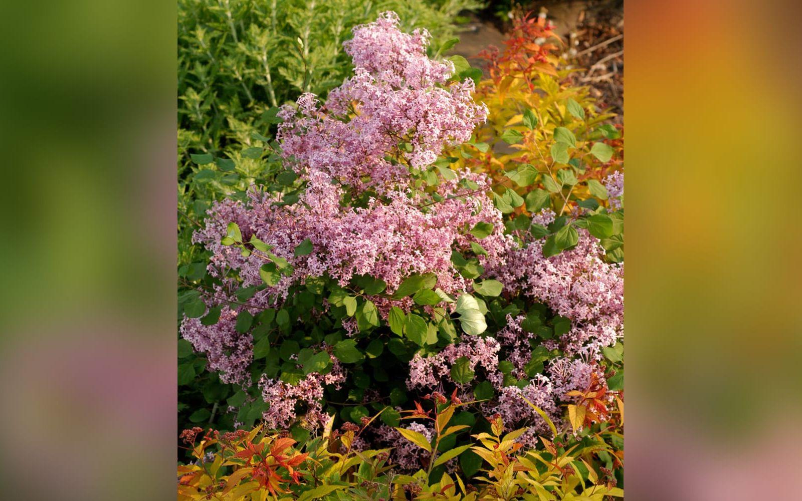 4. Red pixie. Runda, glänsande blad och många, doftande purpurröda blommor med lång blomningstid. Runt, kompakt och buskigt växtsätt, väldigt liten, passar i en mindre trädgård. Blir 1-1,5 meter. Zon 1-4. Foto: Pépinières Minie/Blomsterfrämjandet