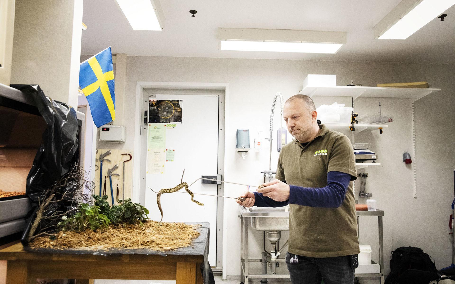Djurvårdaren Kristian Coster sköter om de nyfödda skallerormsungarna på tillväxtavdelningen på Universeum. 