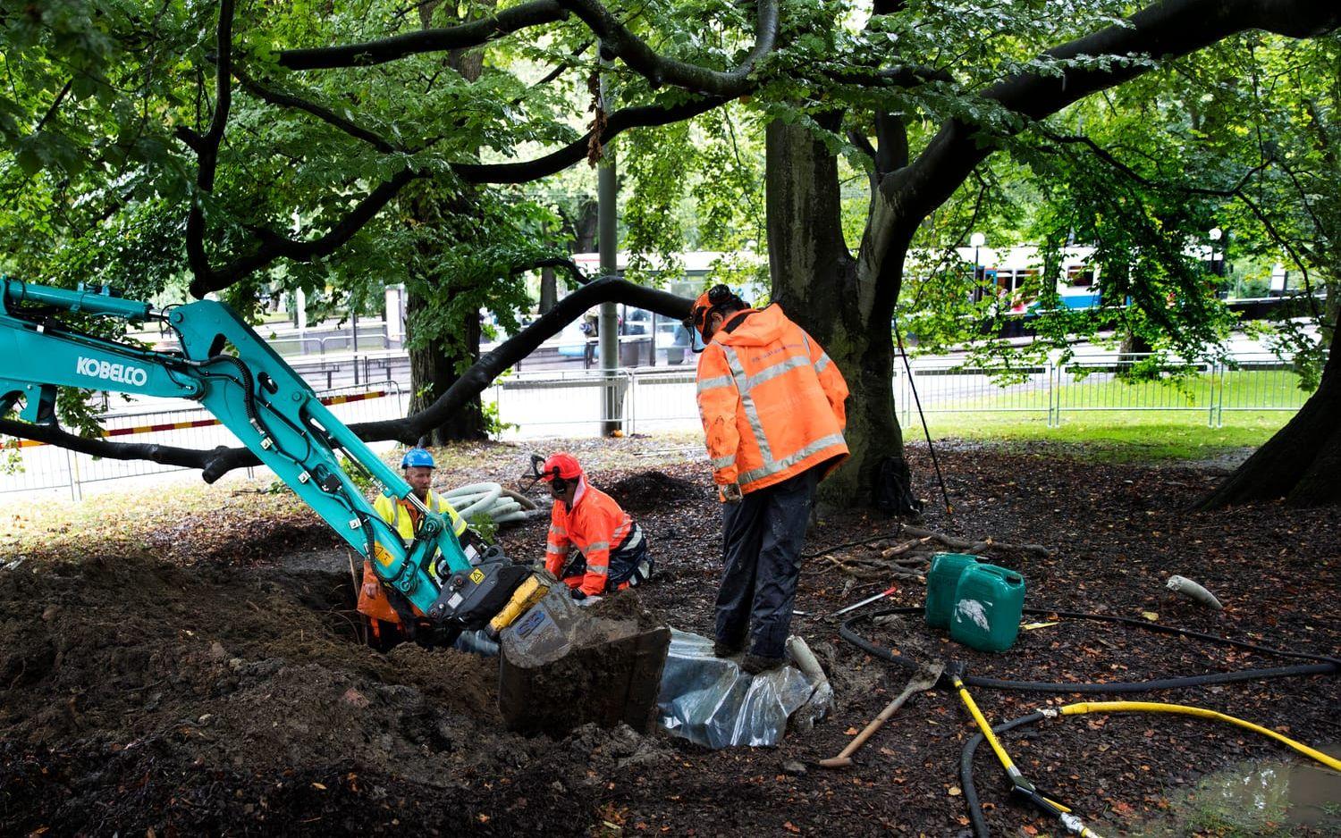 Man förbereder trädet genom att bland annat gräva diken runt, klippa rötterna och för att sen plasta in rotklumpen. Bilder: Anders Ylander