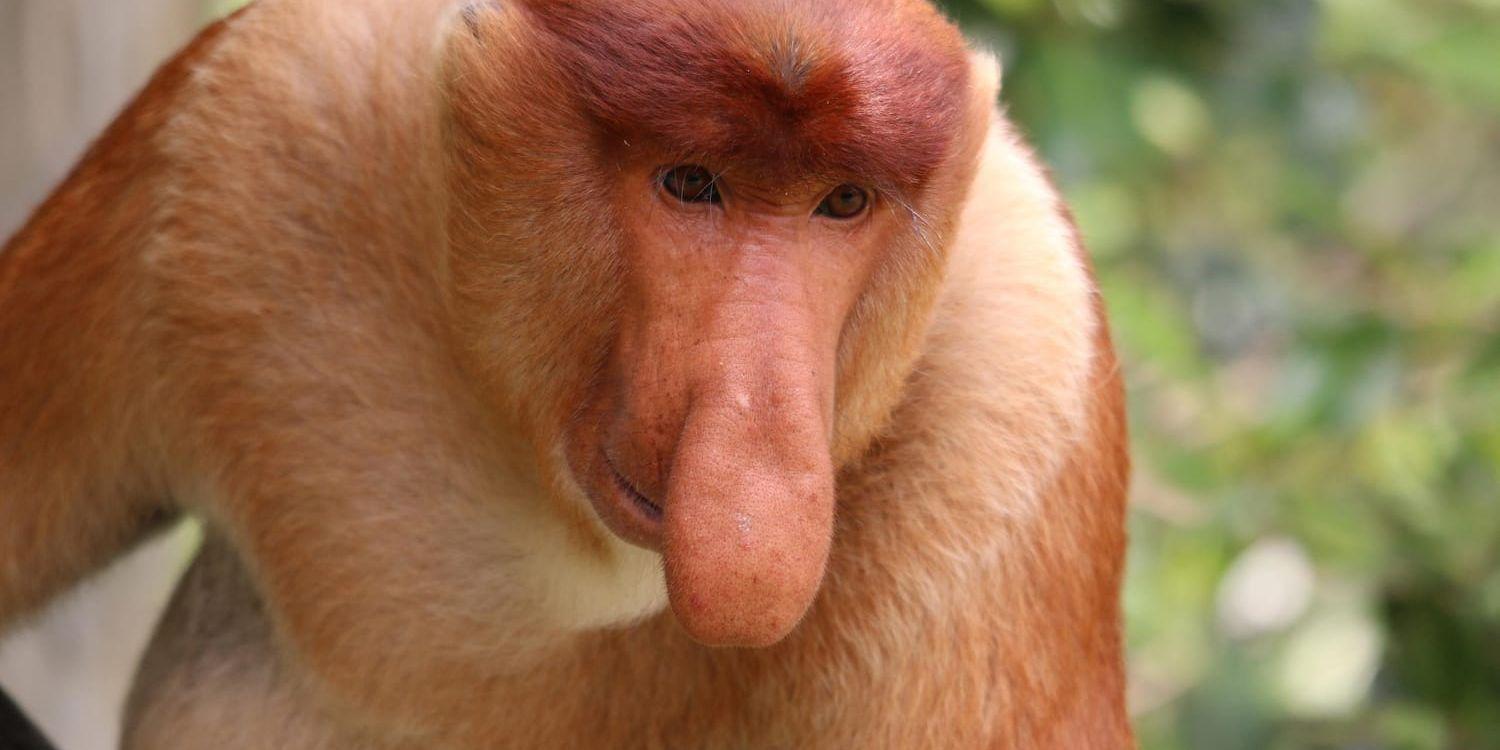 De vuxna hannarna hos näsaporna på Borneo har enorma näsor. Sannolikt tycker honorna att jättenäsorna är sexiga.
