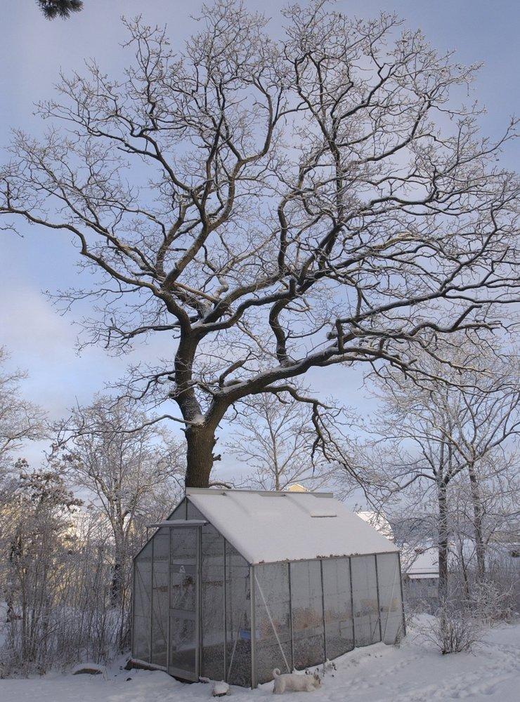 Växthuset kan användas som en skyddad odlingsplats även under vintern.