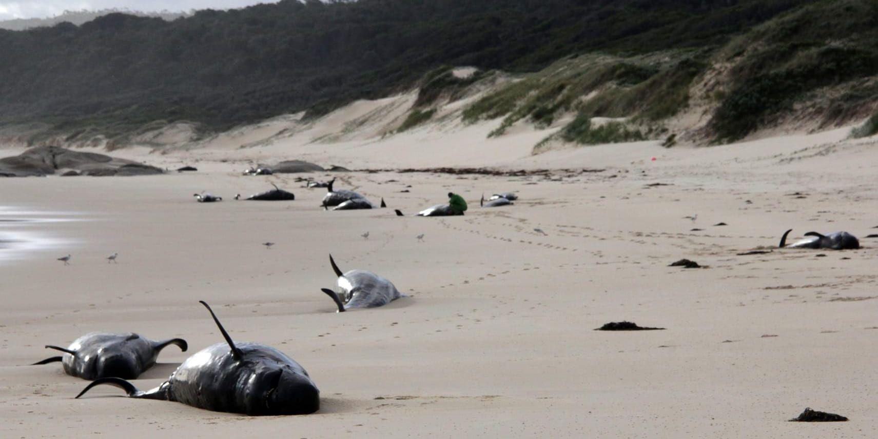 De döda valarna på en strand i Australien.