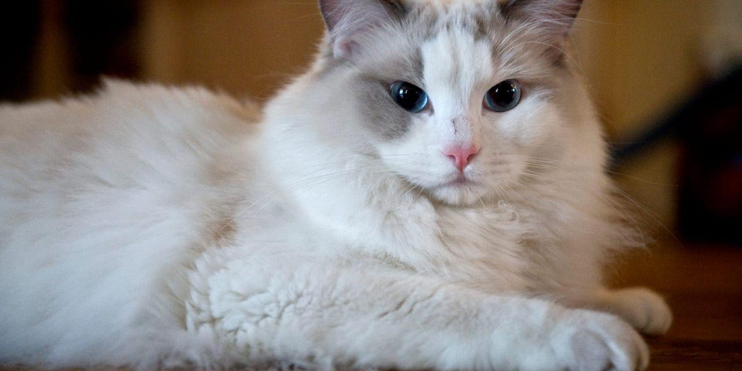 Ragdoll toppar listan över flest stambokförda katter även 2017. 