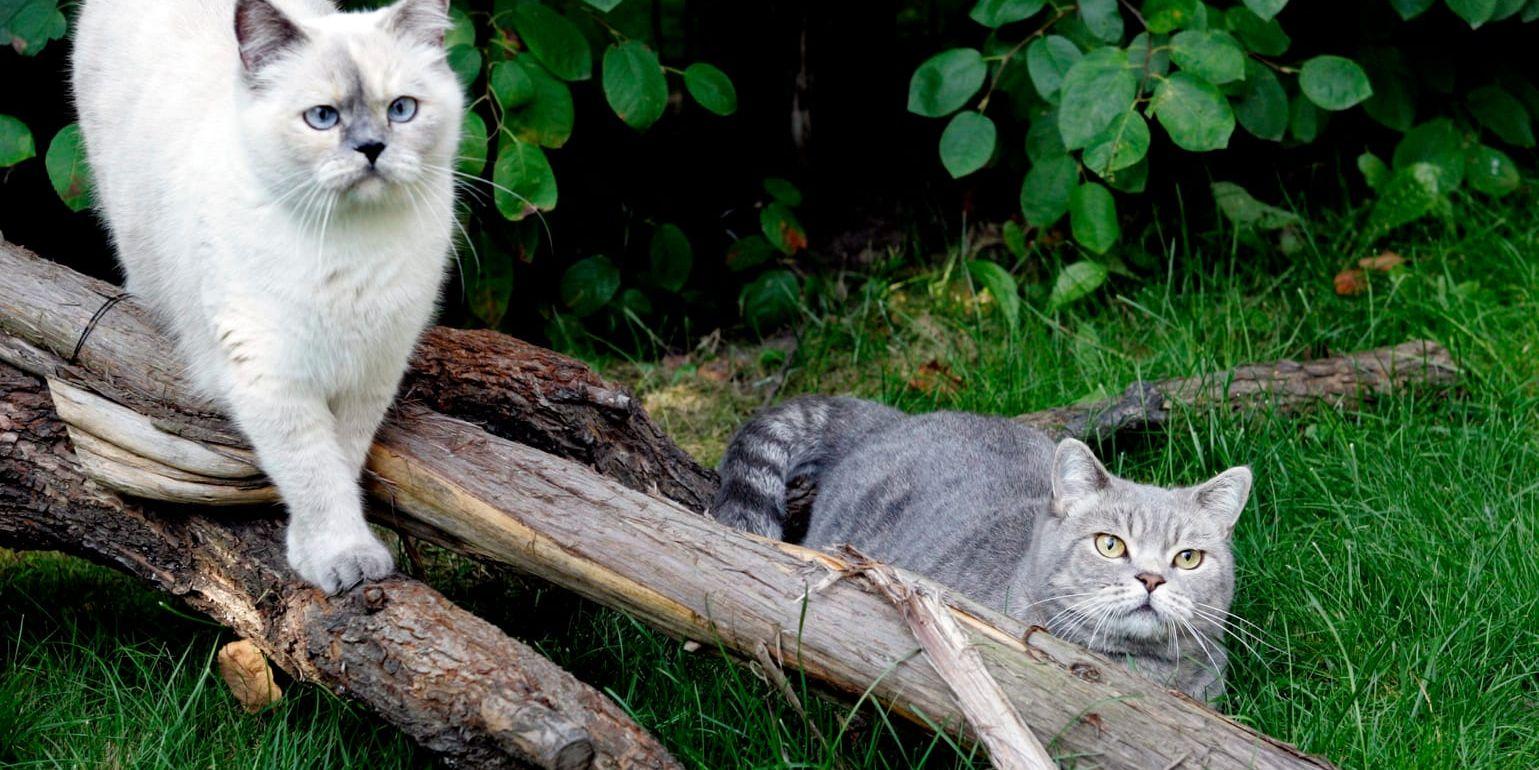 Brittiskt korthår toppade under några år listorna över stambokförda katter