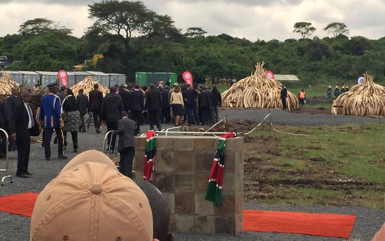 President Kenyatta gör sig redo för att tända på elfenbensbålet.