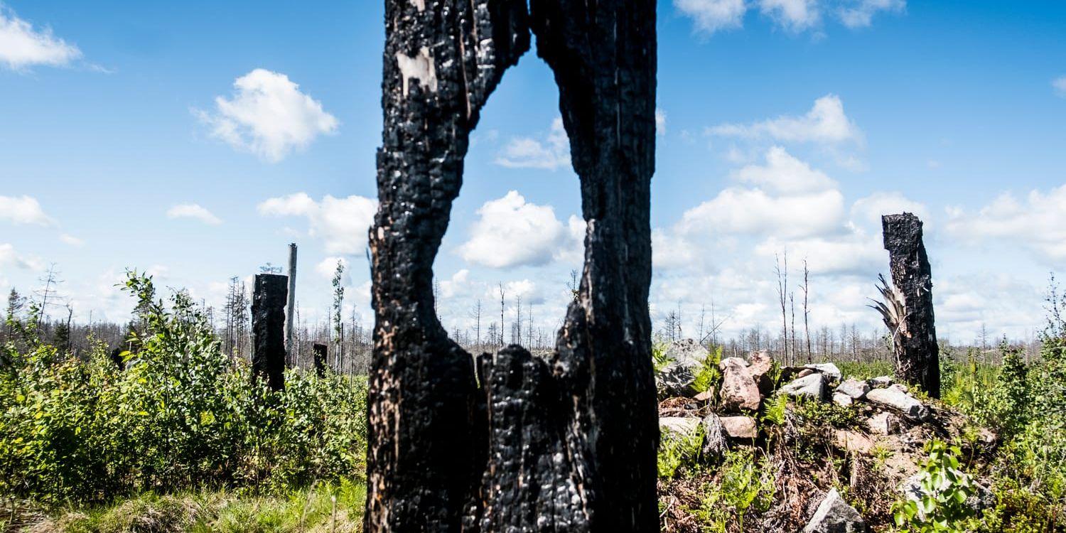 Branden i Västmanland  2014 var förödande stor. Men stora delar av växtligheten har återhämtat sig. Med ett torrare klimat ökar risken för skogsbränder markant – på bilden förkolnade stammar i Västmanland några år efter den stora skogsbranden 2014. Med tanke på att just massiv skogs- och växtplantering är ett viktigt sätt att minska utsläppen i atmosfären är brandrisken i ett varmare klimat en tydlig utmaning. 