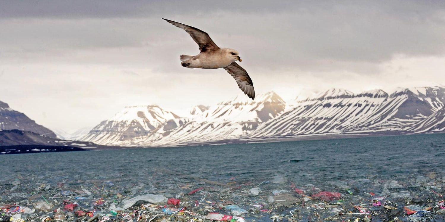 Var tredje havsfågel har plast i magen och stormfåglarna i Nordsjön har i snitt 33 plastbitar i magen. Forskare beräknar att en miljon fåglar och 100 000 däggdjur världen över dör på grund av plast varje år, skriver debattörerna.