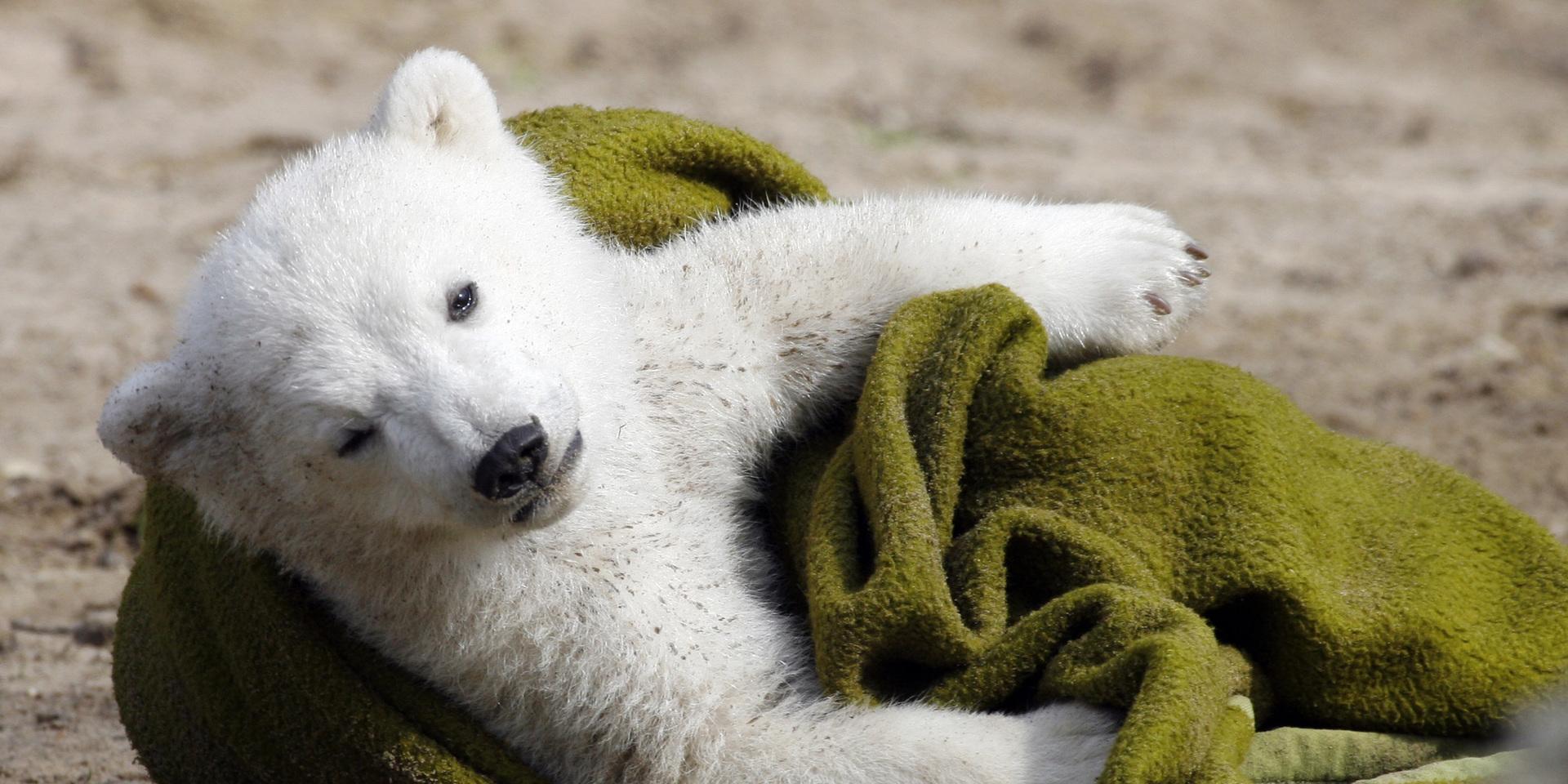 Isbjörnen Knut på Berlins zoo blev världsberömd när han föddes upp med nappflaska efter att hans mamma stött bort honom. Nu ligger hans liv till grund för en roman av Yoko Tawada.