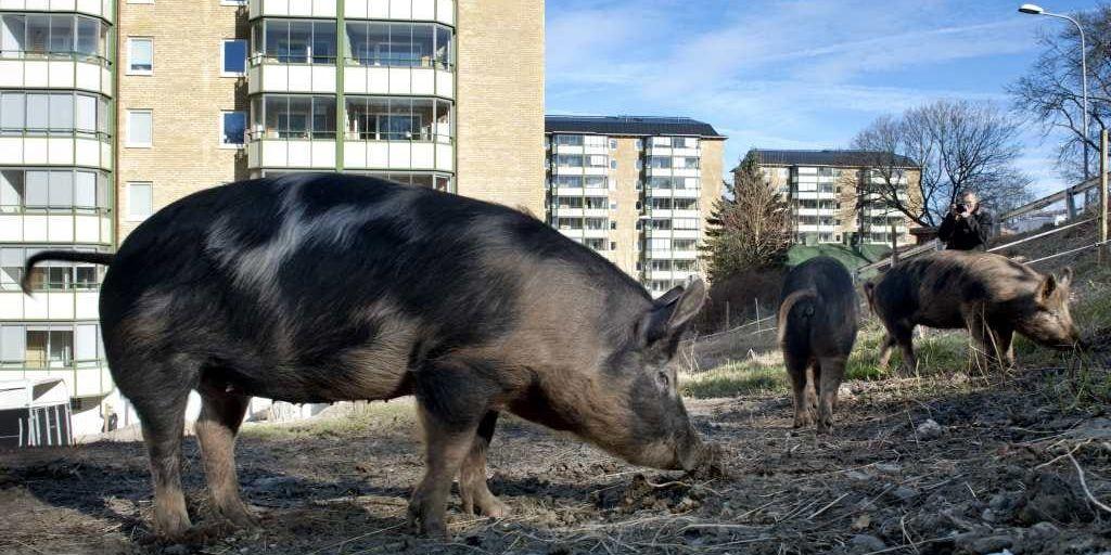 Ovanlig ras

De tre svartbrokiga grisarna vid Vågmästareplatsen är LInderödssvin, en äldre lantras som inte används i storskalig köttuppfödning.