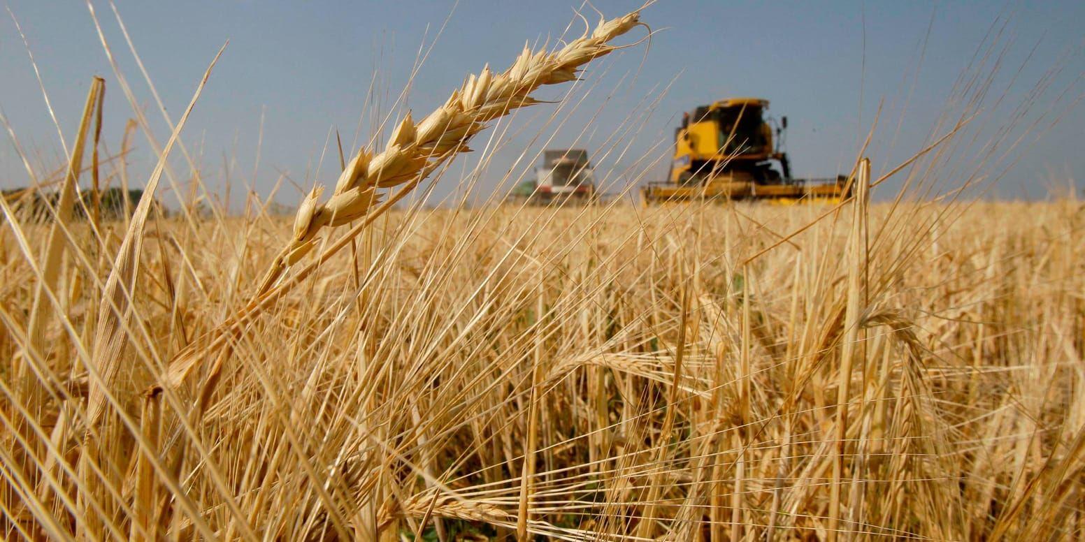 Egypten har backat från sina strikta kvalitetskrav på importerat vete.