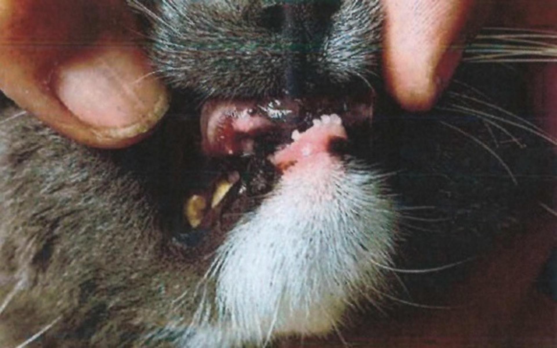 I en av katternas mun saknades flera tänder och tandköttet var irriterat.