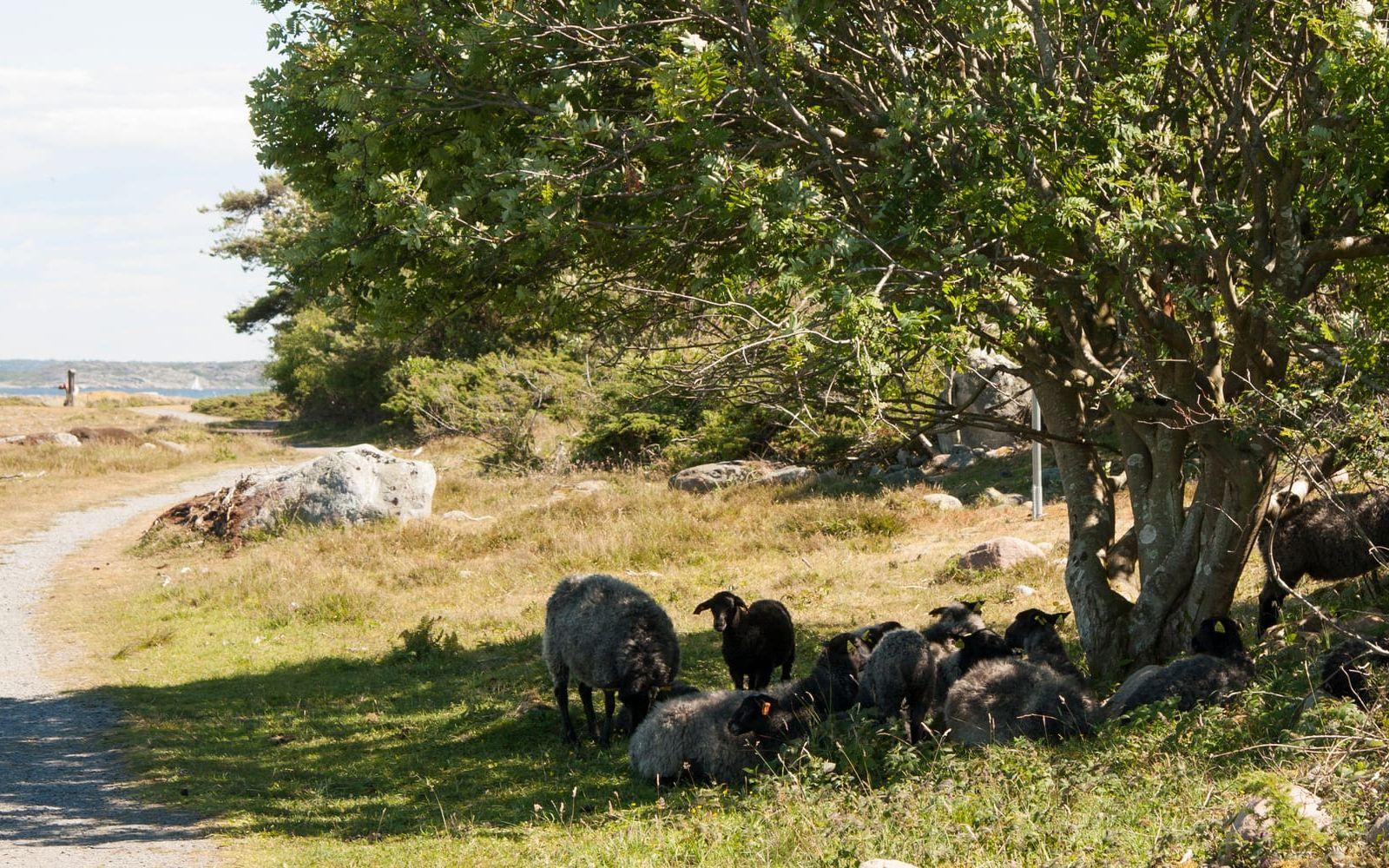 I naturreservatet på Rörö betar pälsfår fritt. Här vilar en flock i skuggan.