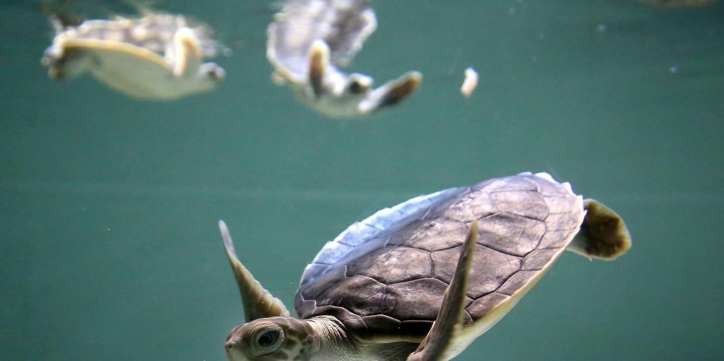 Havssköldpaddorna hör till de djurgrupper som anses vara mest hotade av klimatförändringarna. Arkivbild.