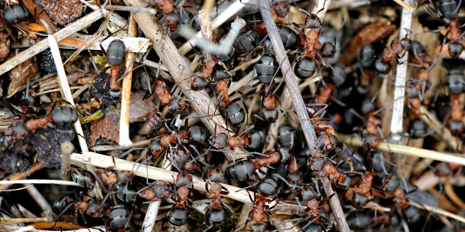 Myror i en myrstack. Myrorna på bilden är inte av arten megaponera analis. Arkivbild.