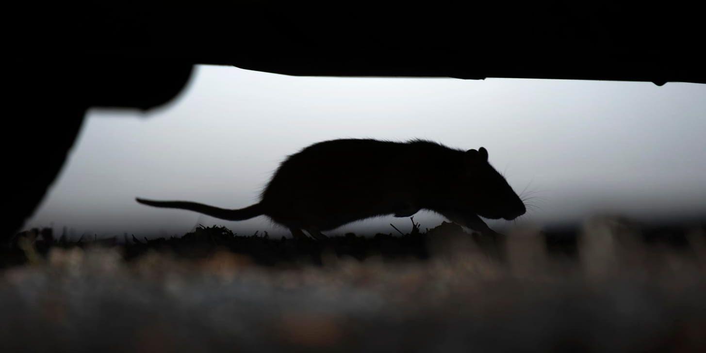 En råtta springer under en bil. Arkivbild.