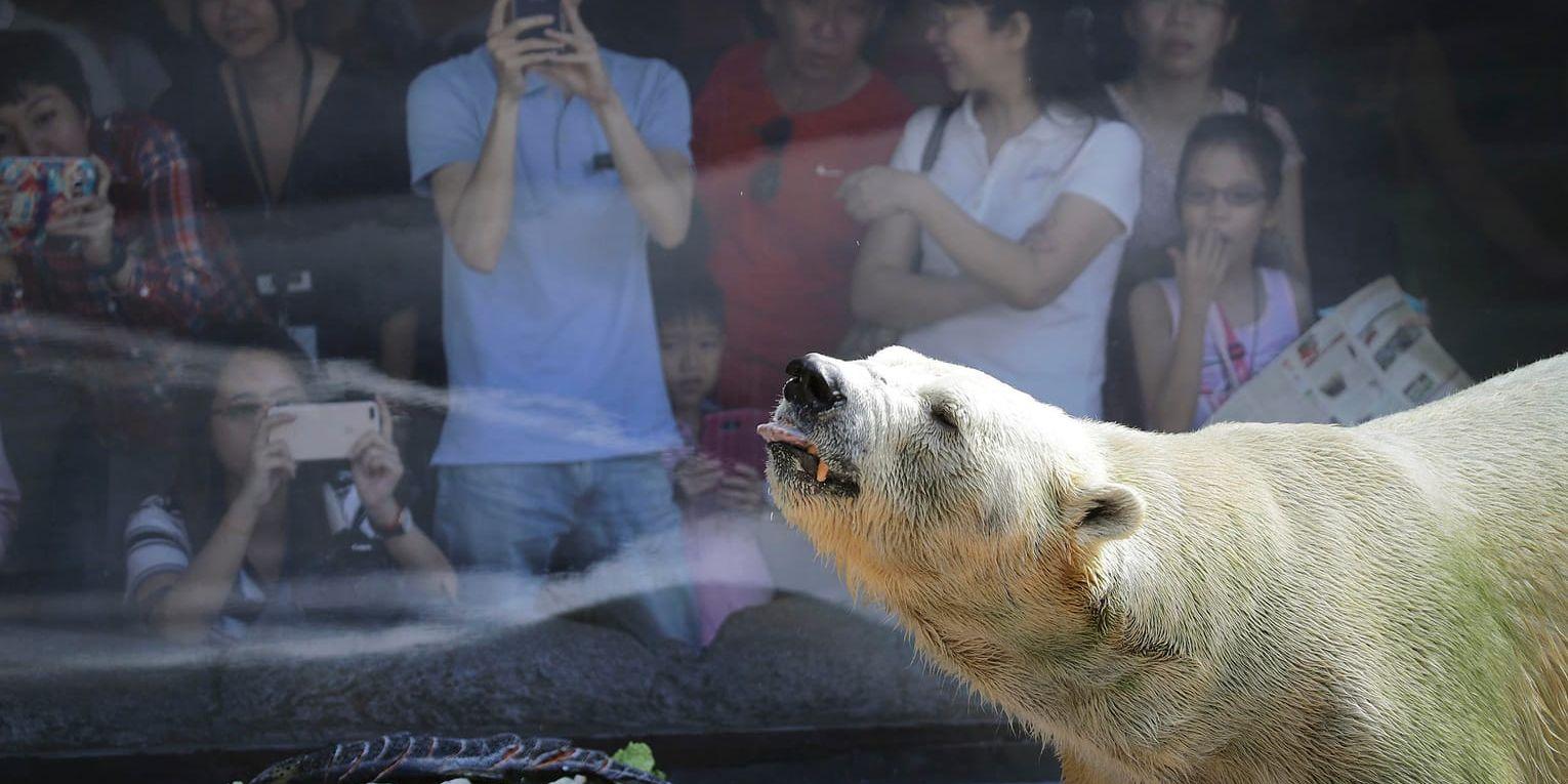 Zoobesökare tar bilder på isbjörnen Inuka. Arkivbild.