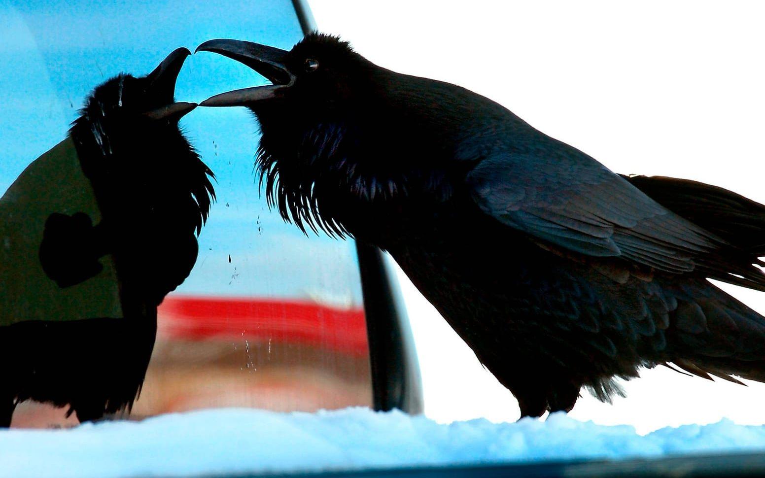 Kråkfåglars hjärnor är mycket effektiva i förhållande till sin storlek. Bild: Robin Loznak.