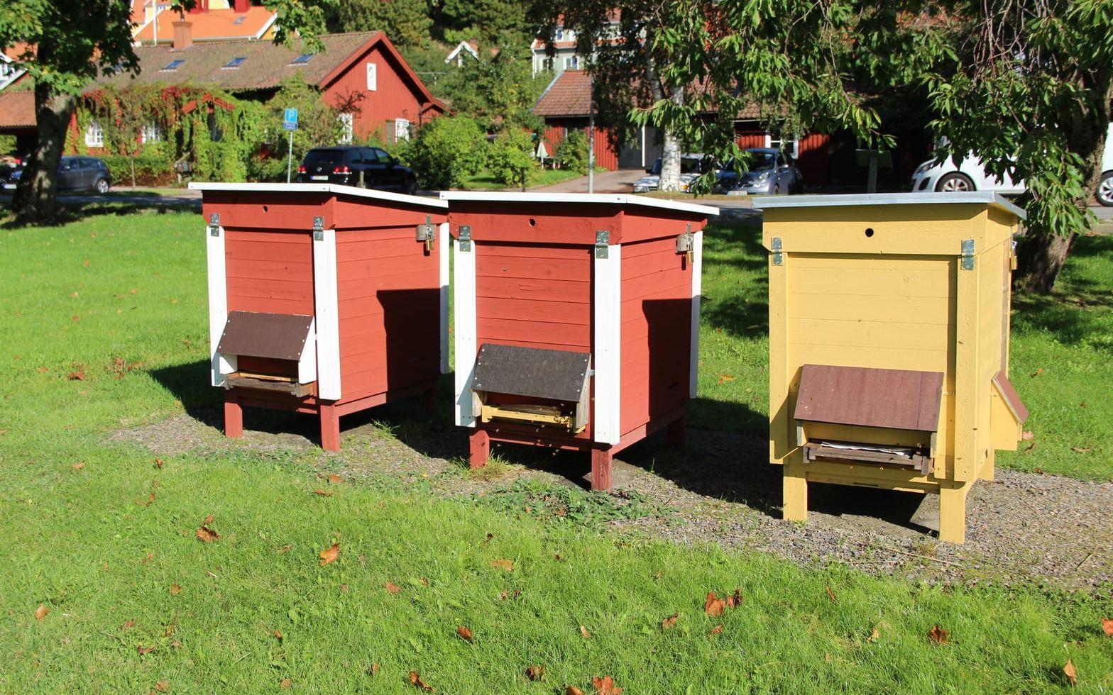 Kommunens egna bin behövs för att pollinera parkens blommande växter. Bild: Lisa Henricson