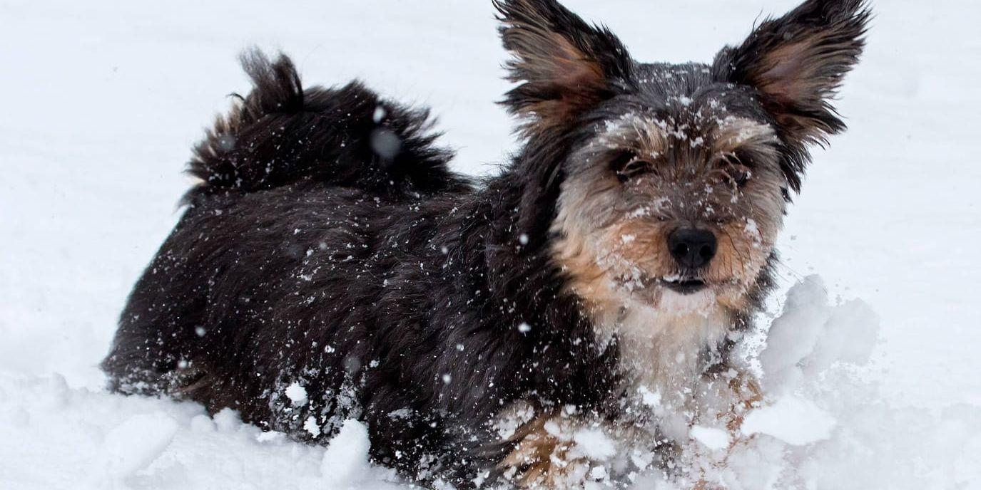 Mellan 30 och 40 hundar drunknar varje år, de flesta på vintern. Arkivbild.